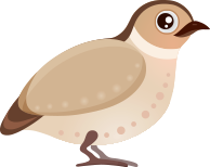 https://www.comfamiliar.com/granjadenoe/wp-content/uploads/sites/30/2023/08/codornicesimg.png